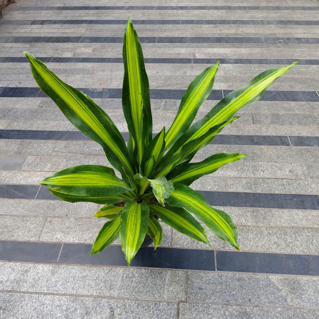 Dracaena Victoria in 8 Inch Nursery Pot