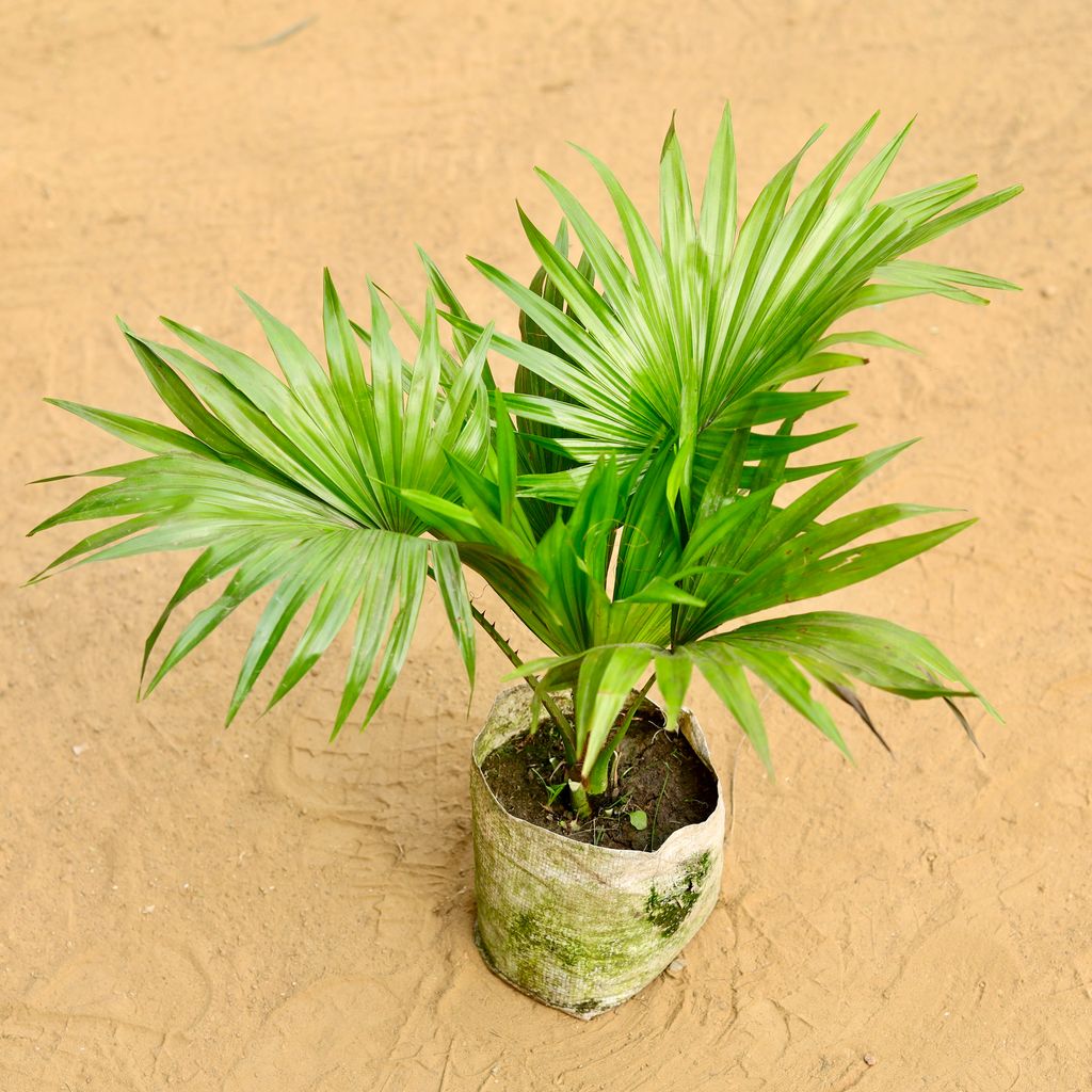 China / Fan Palm in 6 Inch Nursery Bag