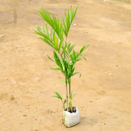 Buy Cane Palm in 6 Inch Nursery Bag Online | Urvann.com