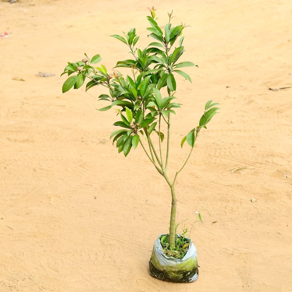 Chiku / Sapodilla in 8 Inch Nursery Bag