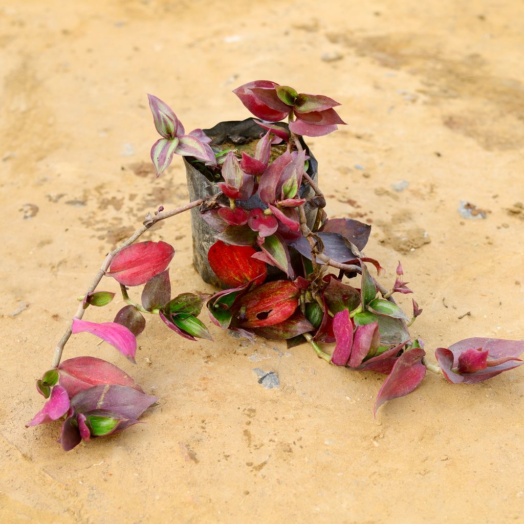 Free Next Day Delivery | Wandering Jew Red in 4 Inch Nursery Bag