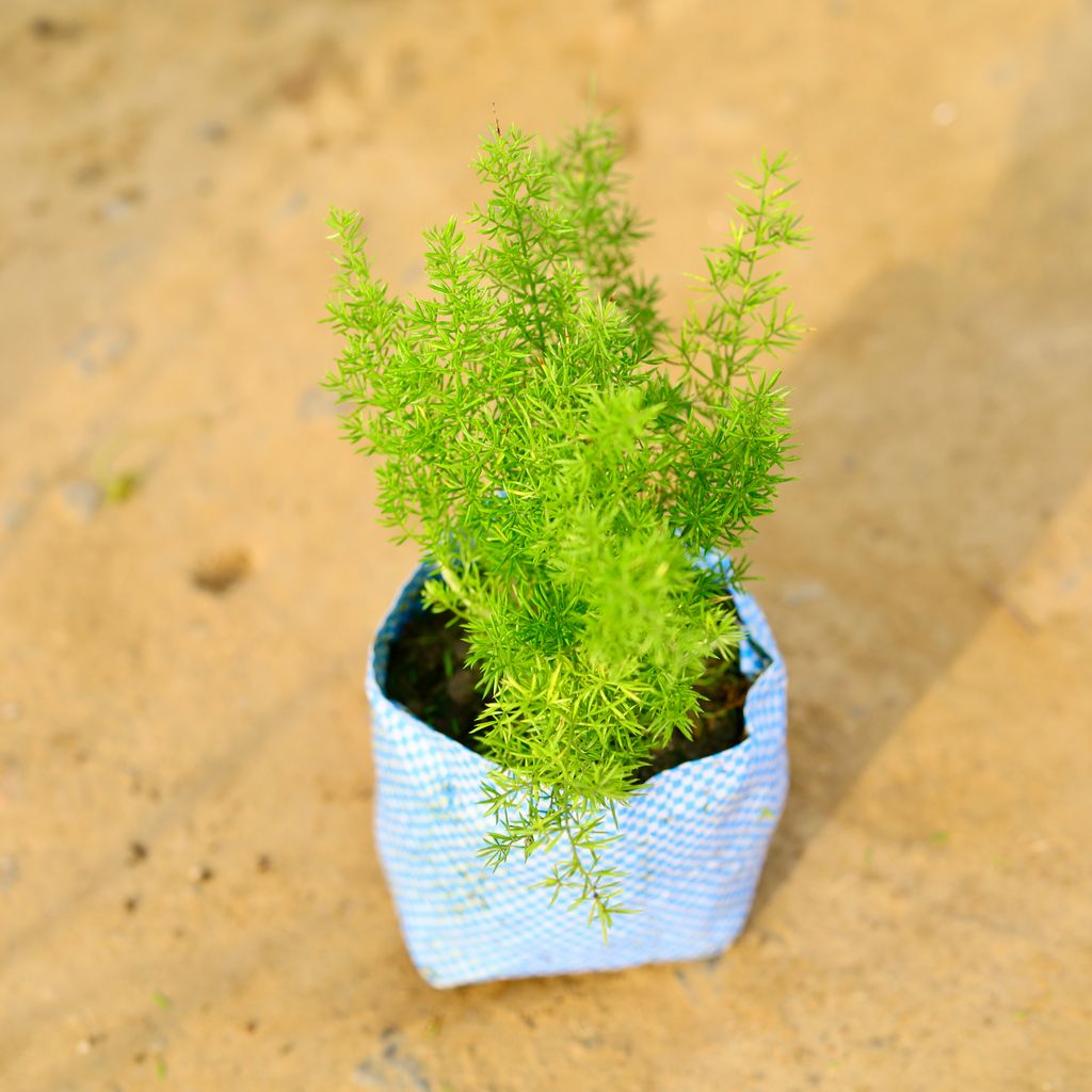 Asparagus Mary in 4 Inch Nursery Bag