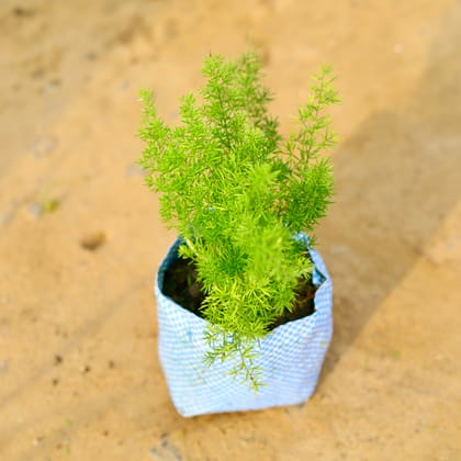 Buy Asparagus Mary in 4 Inch Nursery Bag Online | Urvann.com