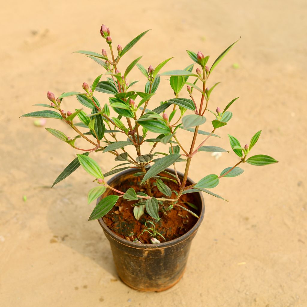 Begum Bahar (any colour) in 6 Inch Nursery Pot