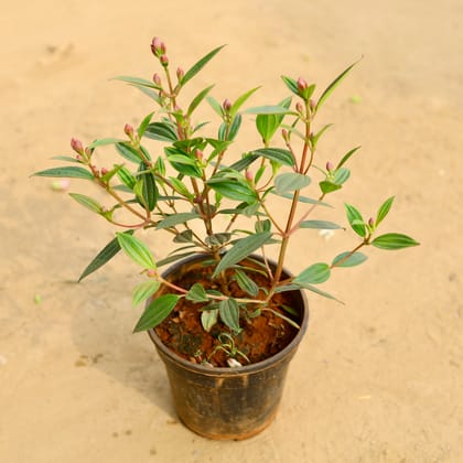 Buy Begum Bahar (any colour) in 6 Inch Nursery Pot Online | Urvann.com