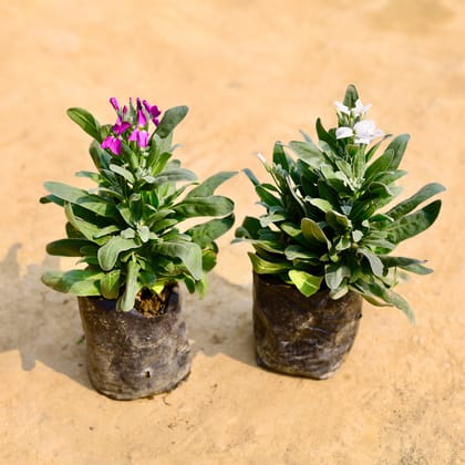 Set of 2 - Stock Plant (any colour) in 3 Inch Nursery Bag