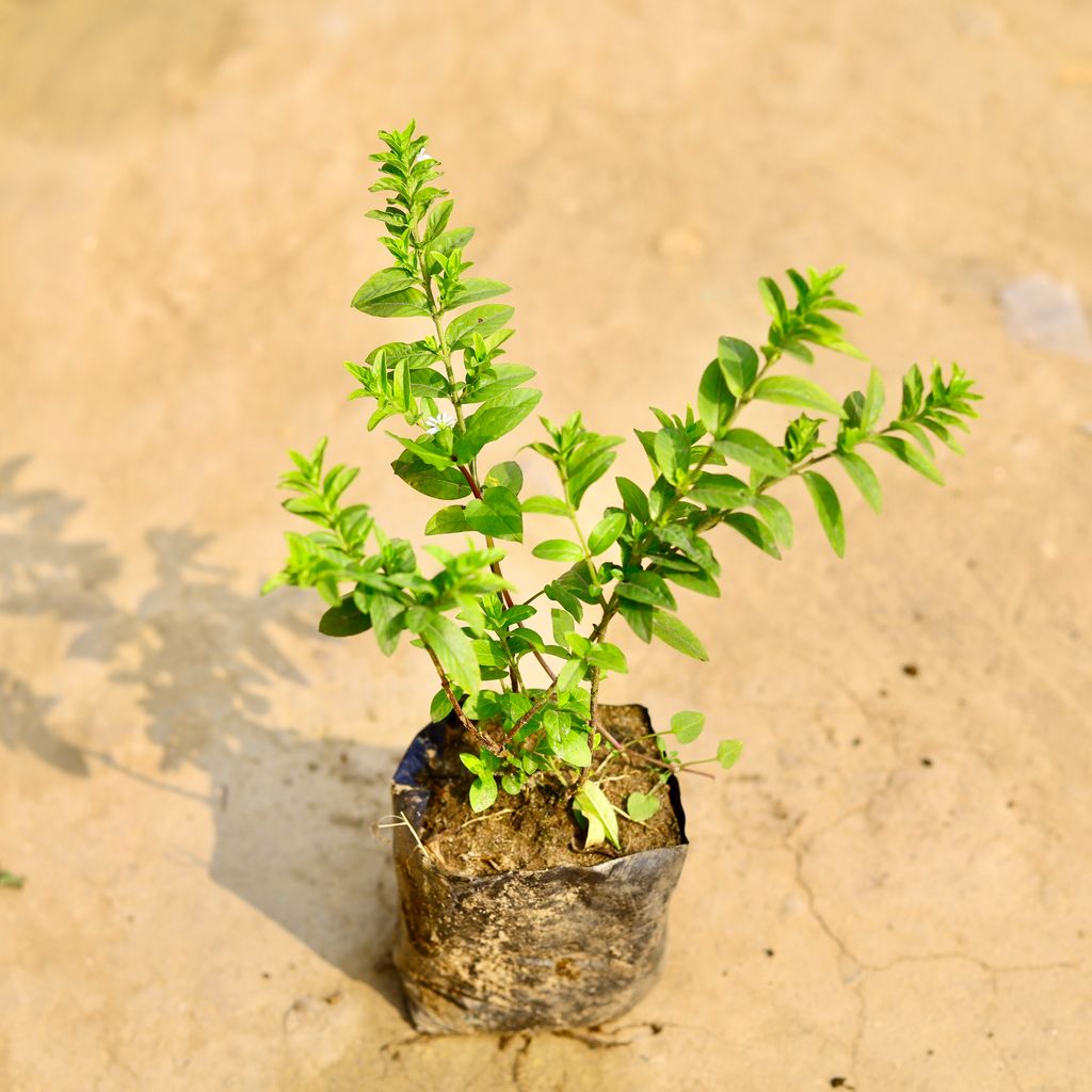 Cuphea / False Heather in 4 Inch Nursery Bag