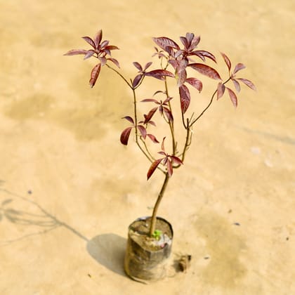 Hamelia (any colour) in 5 Inch Nursery Bag