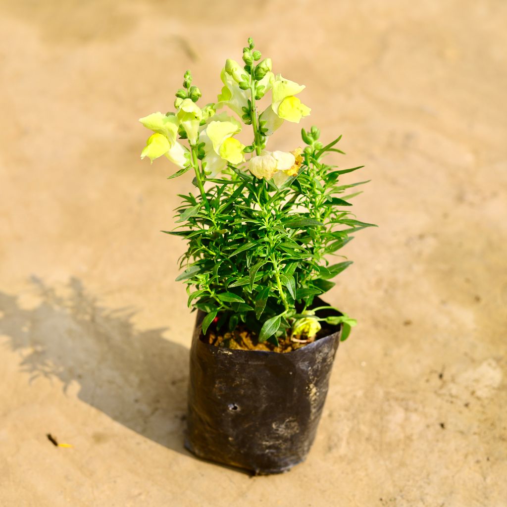 Antirrhinum Majus (Snapdragon) / Dog Flower (any colour) in 4 Inch Nursery Bag