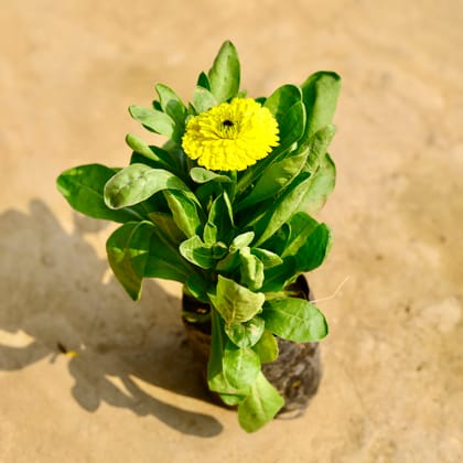 Calendula (any colour) in 4 Inch Nursery Bag