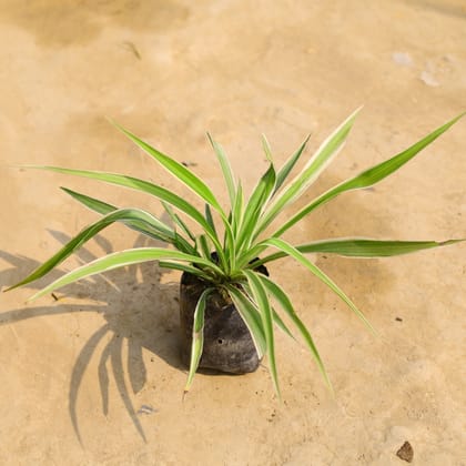 Spider in 4 Inch Nursery Bag