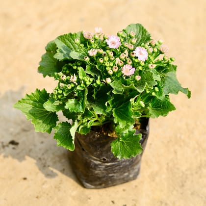 Cineraria (any colour) in 4 Inch Nursery Bag