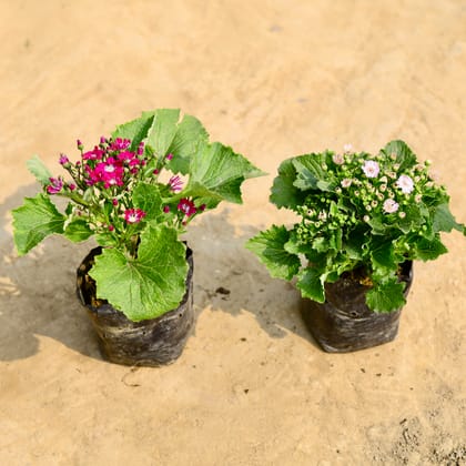 Set of 2 - Cineraria (any colour) in 4 Inch Nursery Bag