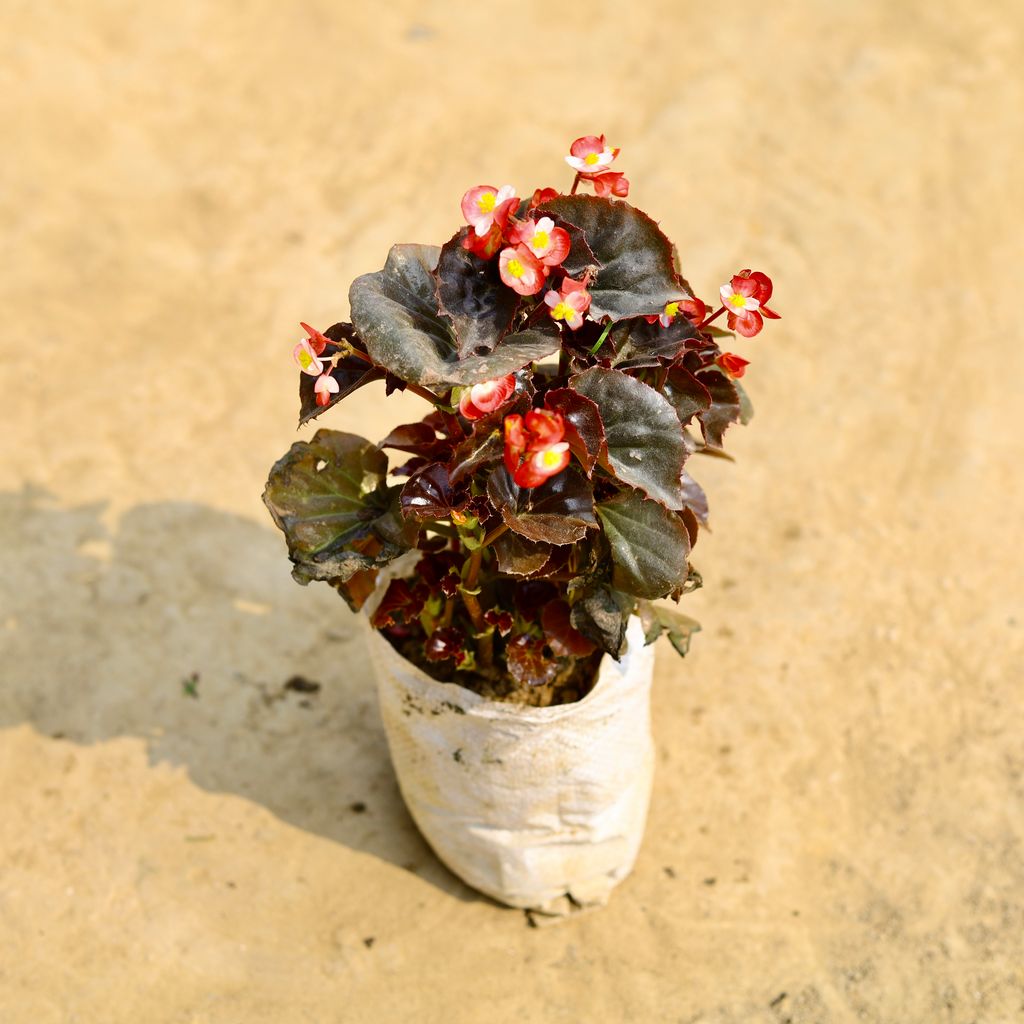 Begonia (any colour) in 6 Inch Nursery Bag