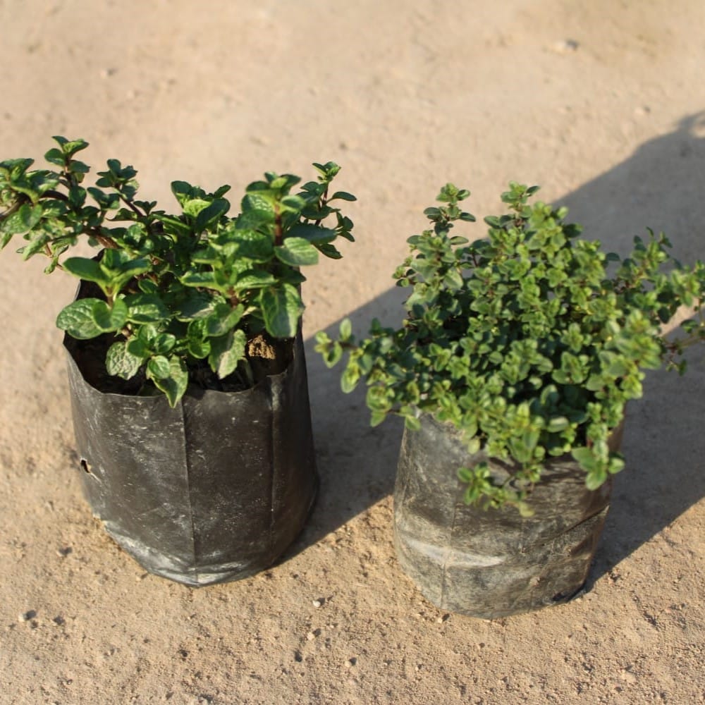 Set of 2 - Mint / Pudina & Thyme in 4 Inch Nursery Bag