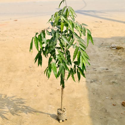 Buy Ashoka Plant (~ 4 Ft) in 8 Inch Nursery Bag Online | Urvann.com