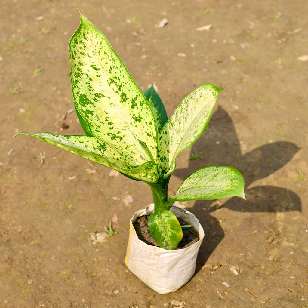 Dieffenbachia Mary in 6 Inch Nursery Bag