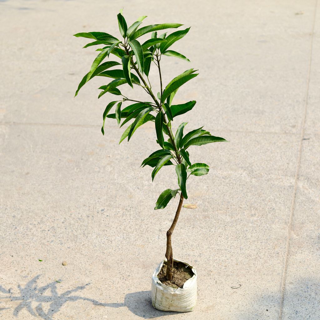 Mango / Aam Grafted (~ 2 Ft)in 5 Inch Nursery Bag