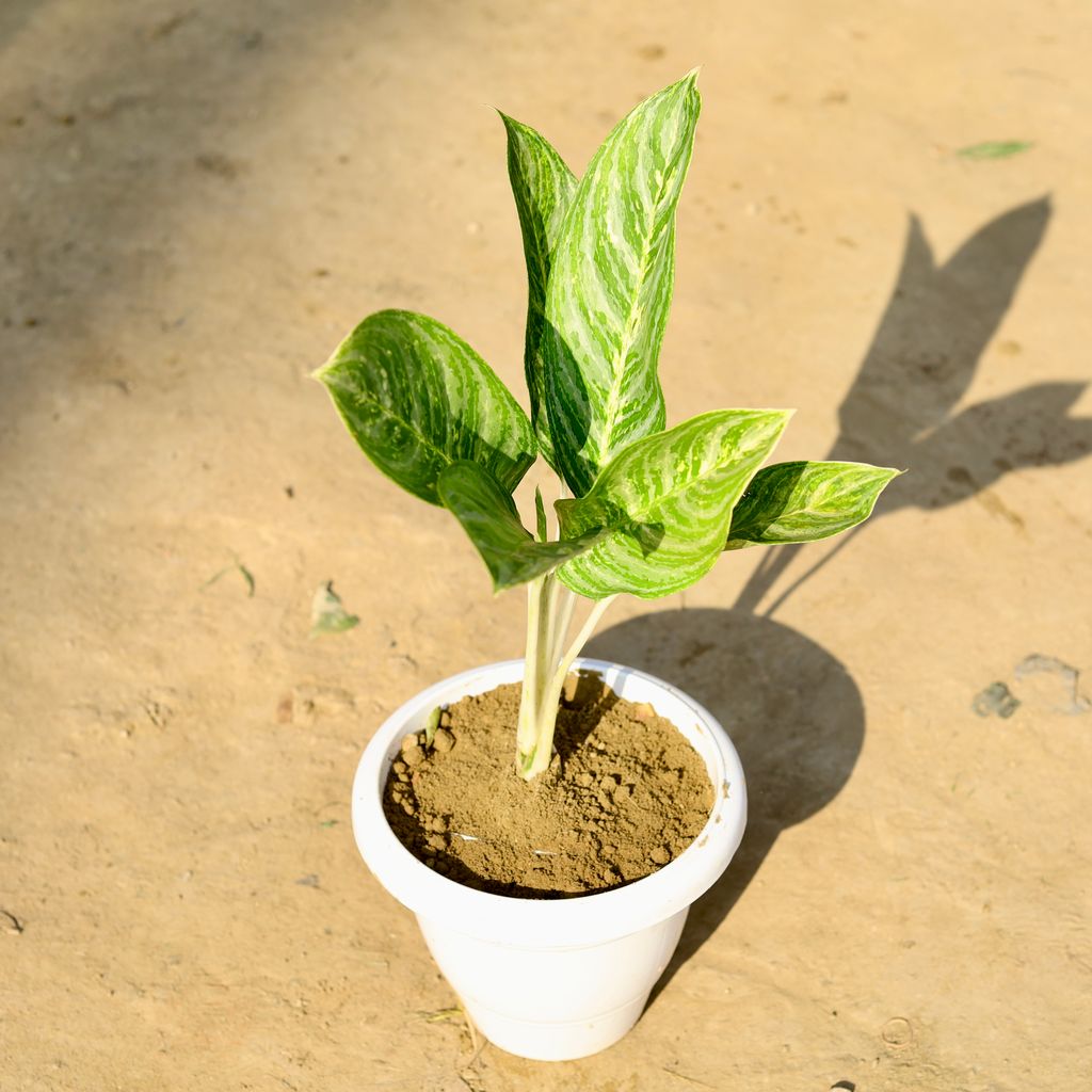 Aglaonema Cory in 8 Inch Classy White Plastic Pot