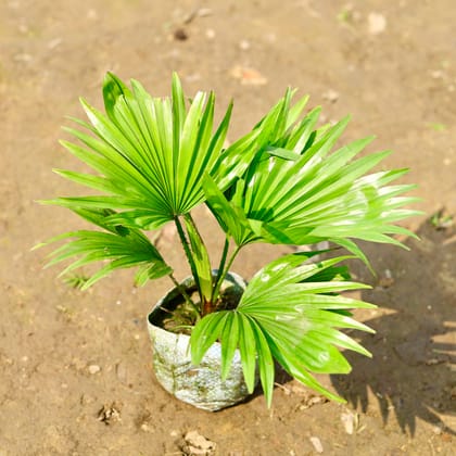 Buy China / Fan Palm in 4 Inch Nursery Bag Online | Urvann.com