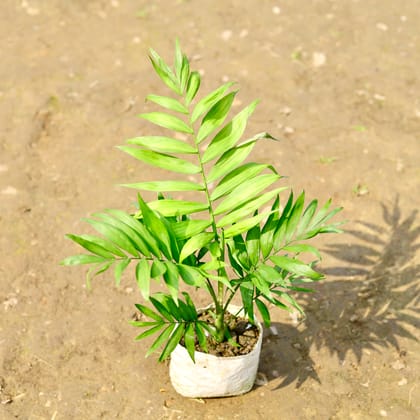 Buy Chamaedorea Palm in 4 Inch Nursery Bag Online | Urvann.com