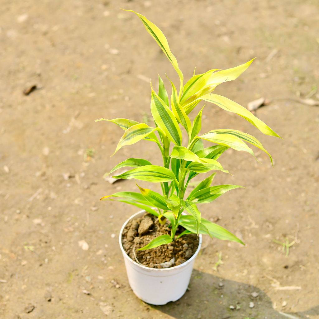 Golden Lucky Bamboo in 4 Inch White Nursery Pot