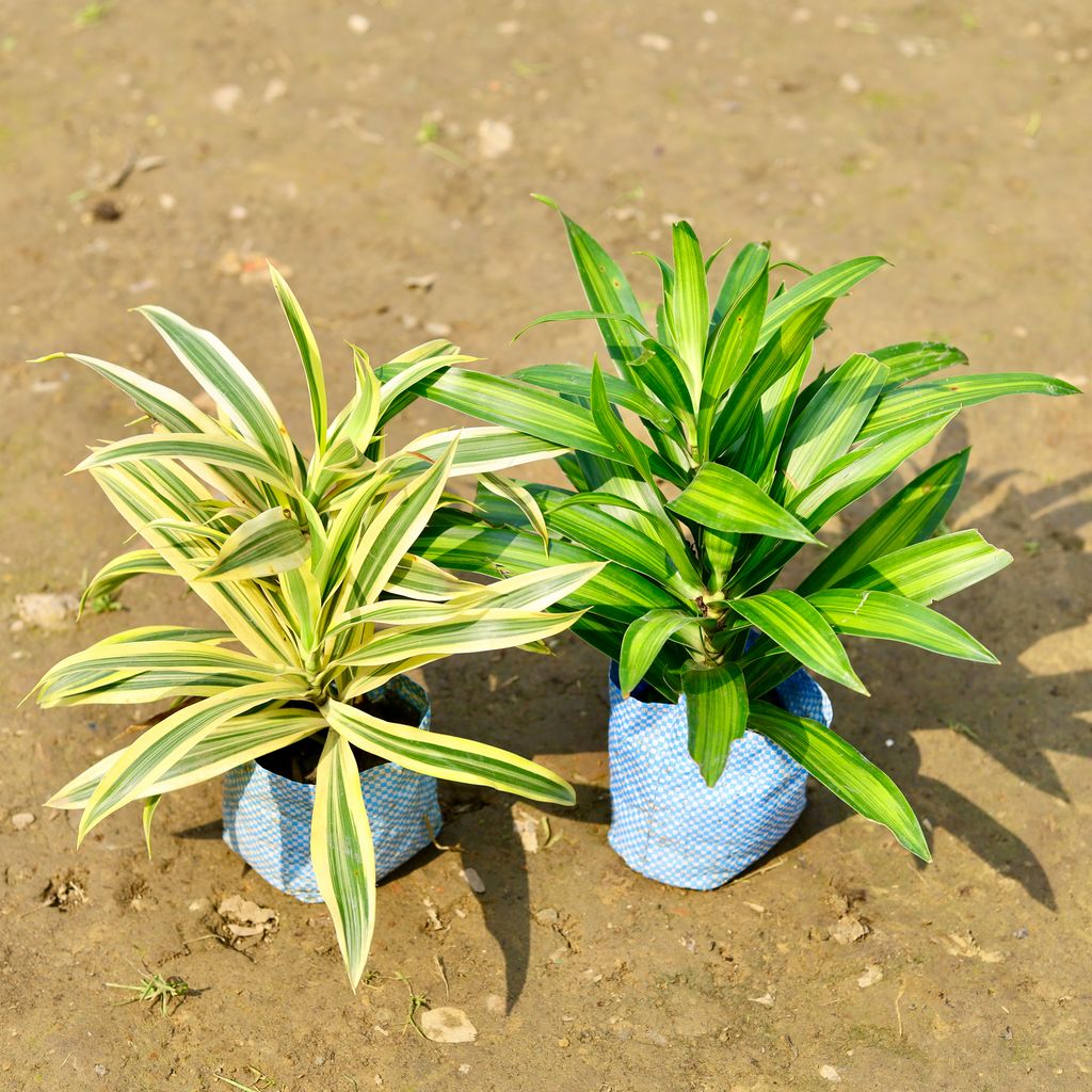 Set of 2 - Dracaena Messenger / Song of India Green & Song of India in 4 Inch Nursery Bag