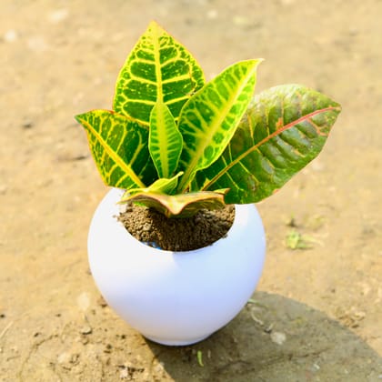 Buy Croton Petra in 5 Inch Classy White Apple Plastic Pot Online | Urvann.com