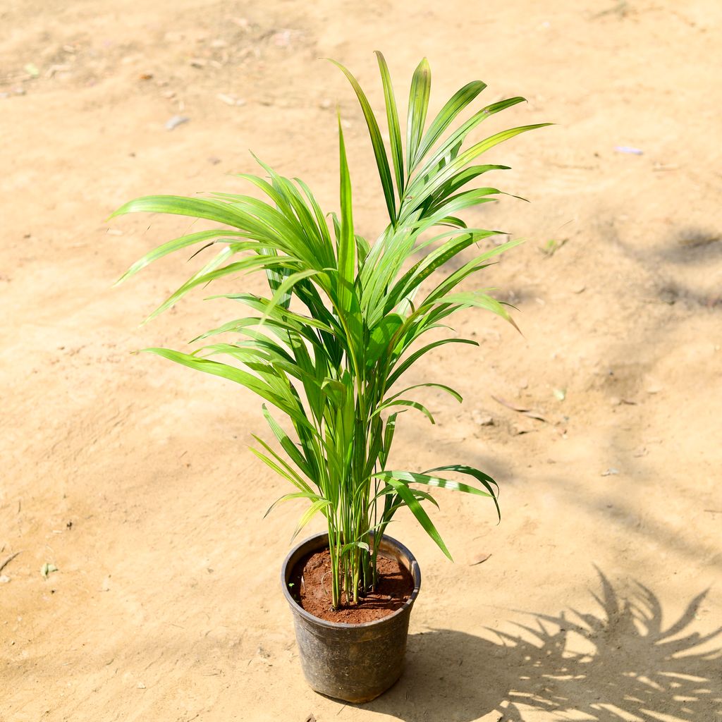 Areca Palm (~3 ft) in 6 Inch Nursery Pot