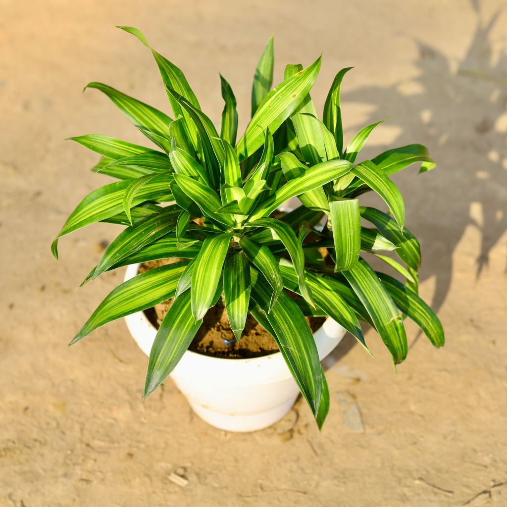 Schefflera Brassia in 8 Inch Classy White Plastic Pot