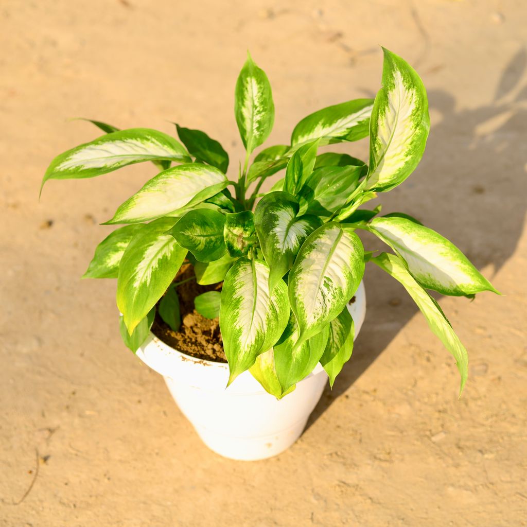 Aglaonema White Rajah in 8 Inch Classy White Plastic Pot