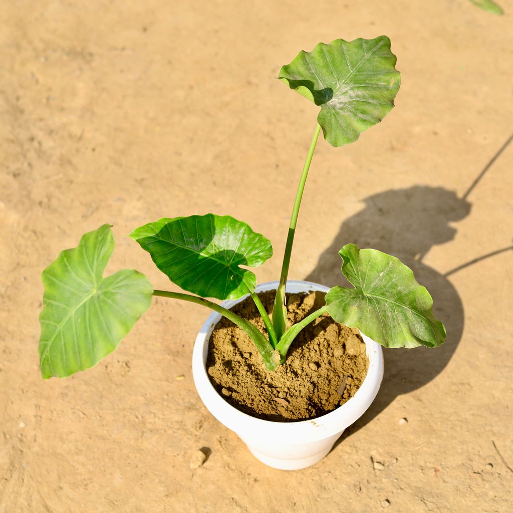 Alocasia Giant Taro in 8 Inch Classy White Plastic Pot