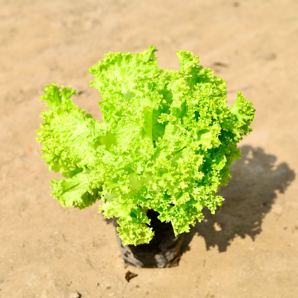 Lettuce Green in 4 Inch Nursery Bag