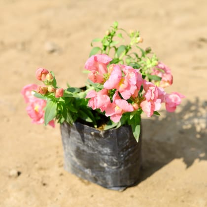 Buy Antirrhinum Majus (Snapdragon) /�Dog Flower (any colour) in 4 Inch Nursery Bag Online | Urvann.com