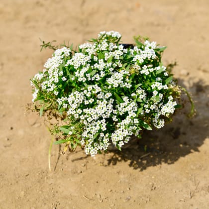 Buy Alyssum White in 4 Inch Nursery Bag Online | Urvann.com