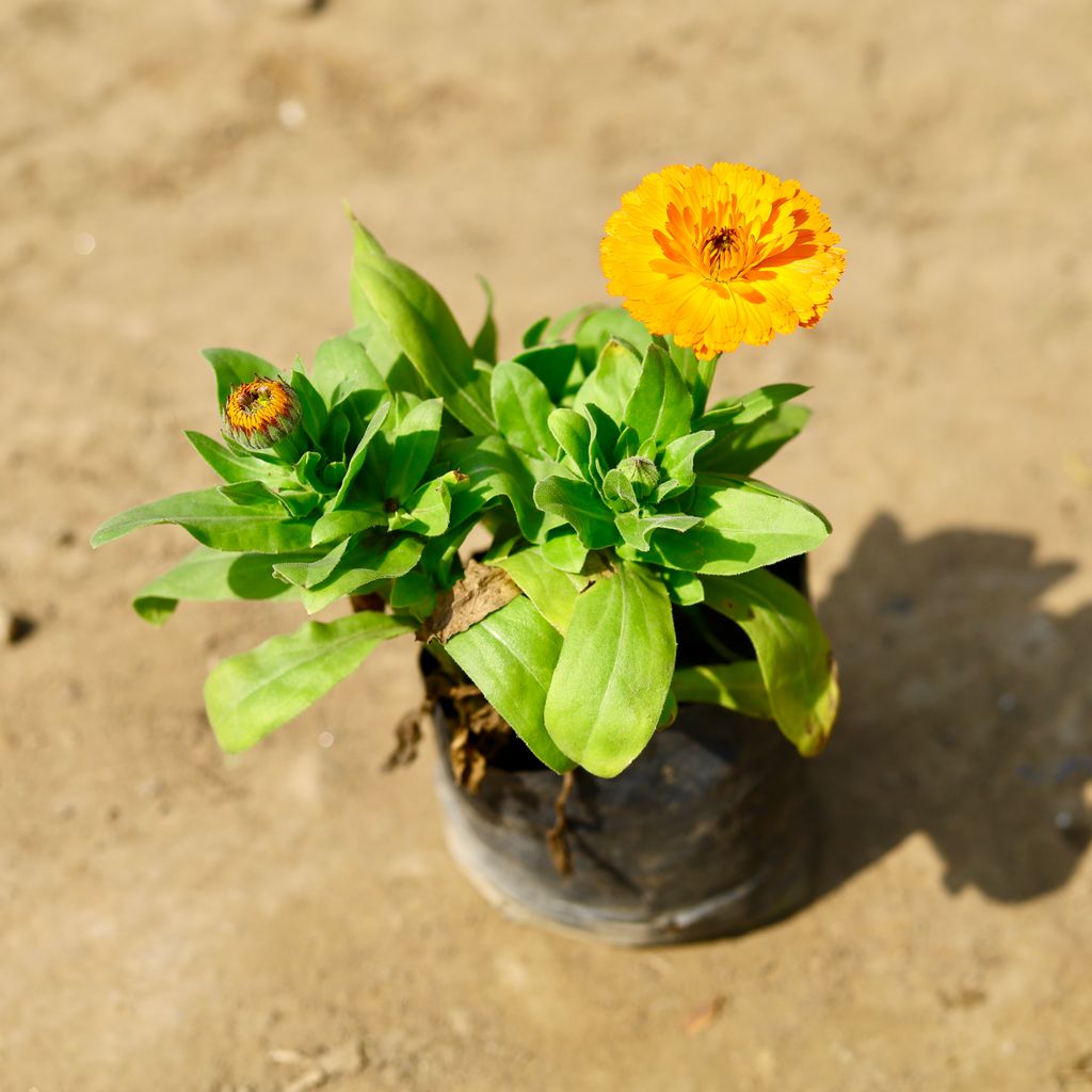 Calendula Orange in 4 Inch Nursery Bag