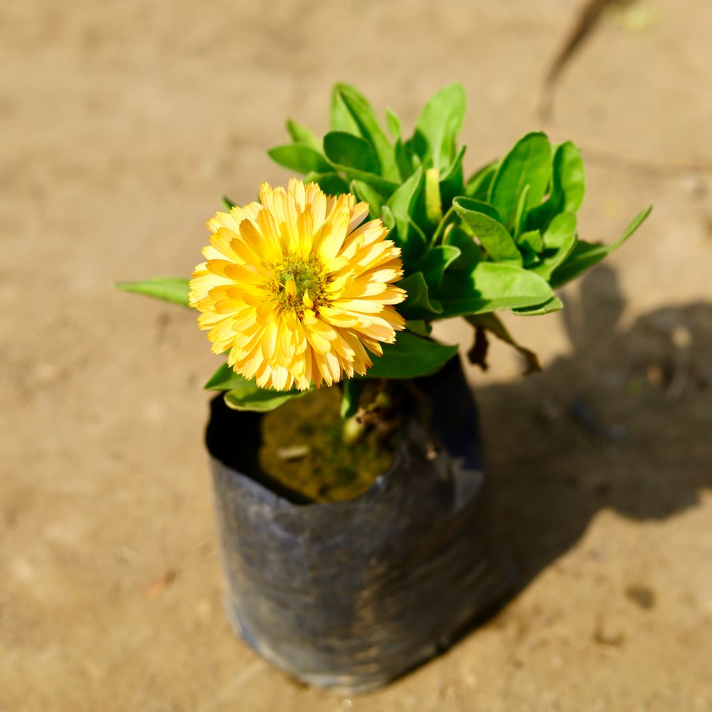 Calendula (any colour) in 4 Inch Nursery Bag