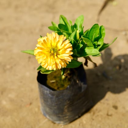 Buy Calendula (any colour) in 4 Inch Nursery Bag Online | Urvann.com