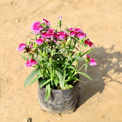 Buy Dianthus Pink (any design) in 4 Inch Nursery Bag Online | Urvann.com