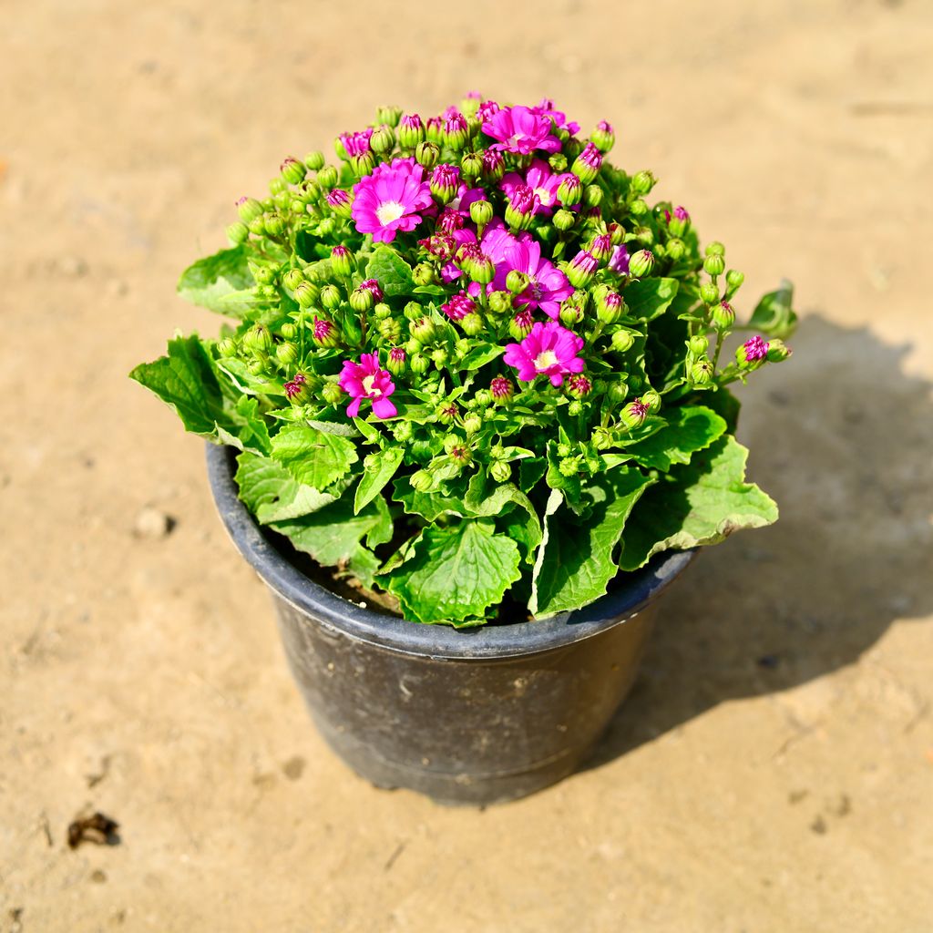 Cineraria (any colour) in 6 Inch Nursery Pot