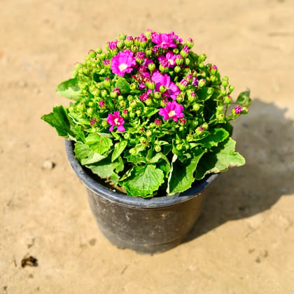 Buy Cineraria Buds (any colour) in 6 Inch Nursery Pot Online | Urvann.com