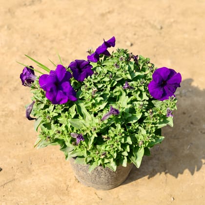 Buy Petunia Purple in 6 Inch Nursery Pot Online | Urvann.com