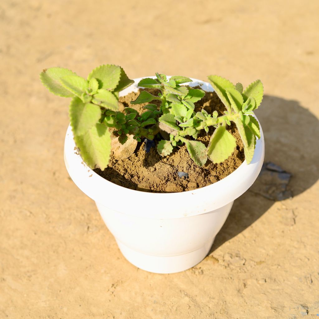 Ajwain / Carrom Seed Plant in 8 Inch Classy White Plastic Pot