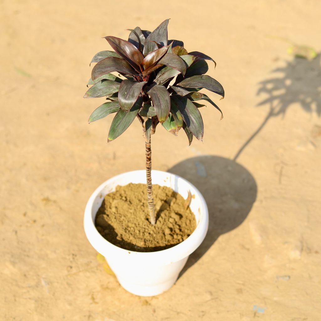 Dracaena Rosea in 8 Inch Classy White Plastic Pot