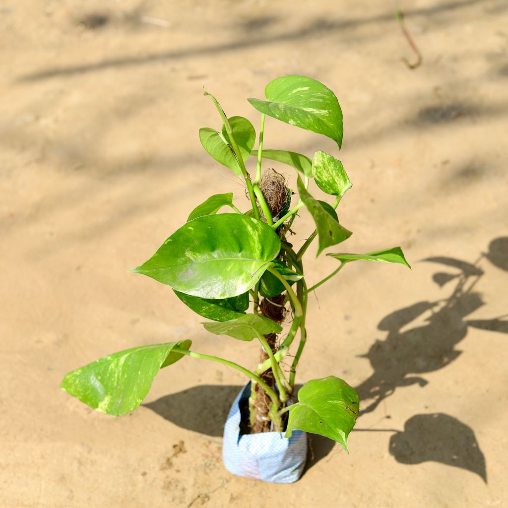 Money Plant Desi with 1.5 Ft Moss Stick in 4 Inch Nursery Bag