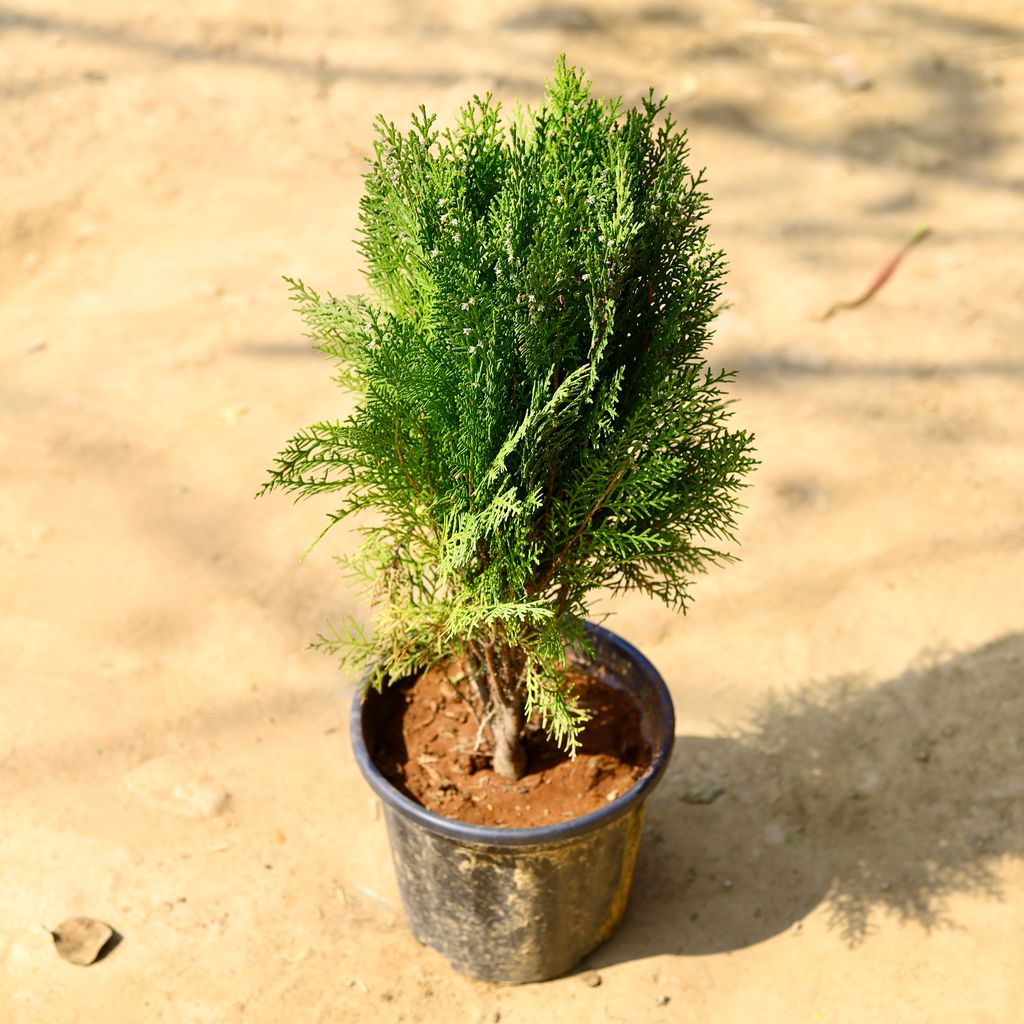 Mor Pankhi in 6 Inch Nursery Pot