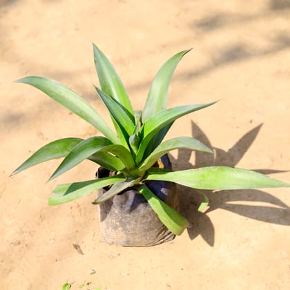 Buy Kamal Cactus Green in 4 Inch Nursery Bag Online | Urvann.com
