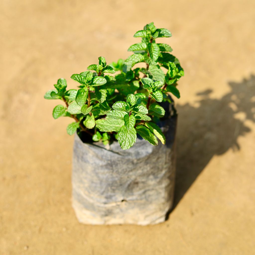 Mint / Pudina Plant in 4 Inch Nursery Bag