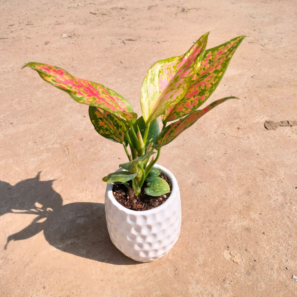 Aglaonema Pink Dalmatian in 4 Inch Classy White Pipe Designer Ceramic Pot