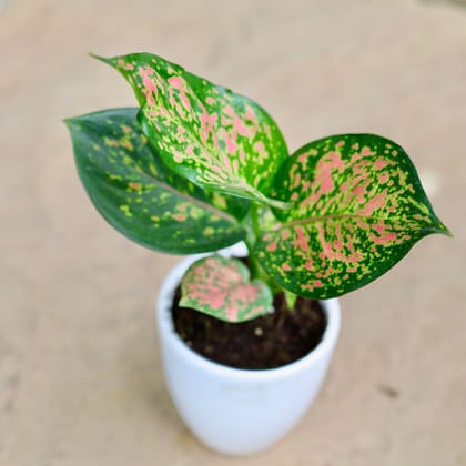 Buy Aglaonema Pink Dalmatian in 4 Inch Classy White Cup Ceramic Pot Online | Urvann.com